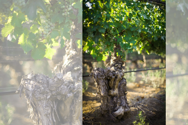 CABERNET SAUVIGNON EN SAN RAFAEL