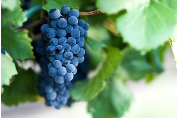 El Pinot Noir, una variedad con protagonismo en nuestra bodega.